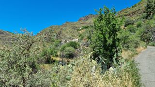 2023-04-GranCan-Guayadeque-085.jpg